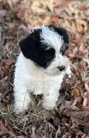 Mr Spot, a male Miniature Schnauzer for sale in Spartanburg, SC – Photo 1 of 3
