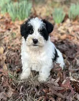Mr Spot, a male Miniature Schnauzer for sale in Spartanburg, SC – Photo 3 of 3