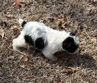 Mr Spot, a male Miniature Schnauzer for sale in Spartanburg, SC – Photo 2 of 3