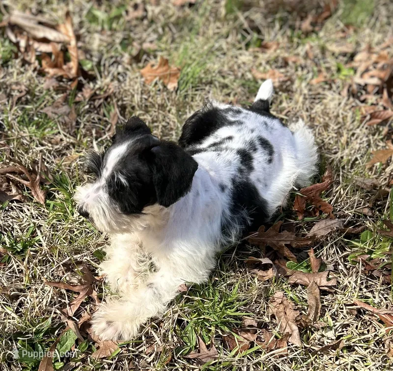 Mr Spot – Miniature Schnauzer puppy for sale in Spartanburg, SC