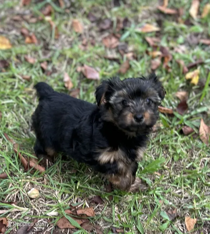 Mr Edward – Yorkshire Terrier puppy for sale in Spartanburg, SC
