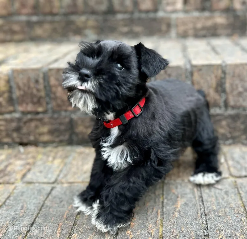 Ms Black Gorgeous, a female Miniature Schnauzer for sale in Spartanburg, SC – Photo 1 of 5