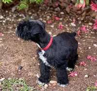 Ms Black Gorgeous, a female Miniature Schnauzer for sale in Spartanburg, SC – Photo 3 of 5