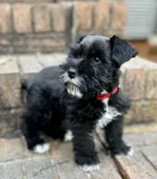 Ms Black Gorgeous, a female Miniature Schnauzer for sale in Spartanburg, SC – Photo 4 of 5