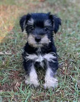 Mr Feisty(Toy size Snorkie), a male Miniature Schnauzer and Yorkshire Terrier for sale in Spartanburg, SC – Photo 1 of 4