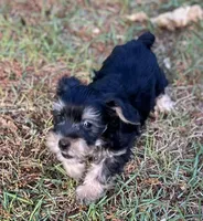 Mr Feisty(Toy size Snorkie), a male Miniature Schnauzer and Yorkshire Terrier for sale in Spartanburg, SC – Photo 2 of 4