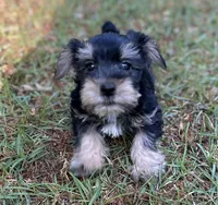 Mr Feisty(Toy size Snorkie), a male Miniature Schnauzer and Yorkshire Terrier for sale in Spartanburg, SC – Photo 3 of 4