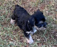 Mr Feisty(Toy size Snorkie), a male Miniature Schnauzer and Yorkshire Terrier for sale in Spartanburg, SC – Photo 4 of 4
