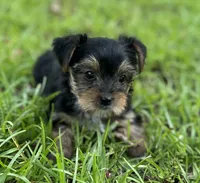 Ms Pie-Pie (Teacup), a female Yorkshire Terrier for sale in Spartanburg, SC – 3 of 3