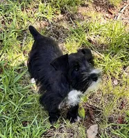 Mr Gorgeous (Toy size), a male Miniature Schnauzer for sale in Spartanburg, SC – 2 of 3