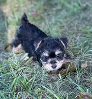 Ms Molly, a female Miniature Schnauzer and Yorkshire Terrier for sale in Spartanburg, SC – 1 of 5