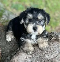 Mr Tuffy Jr(Toy size Snorkie), a male Miniature Schnauzer and Yorkshire Terrier for sale in Spartanburg, SC – Photo 3 of 4