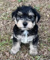 Mr Tuffy Jr(Toy size Snorkie), a male Miniature Schnauzer and Yorkshire Terrier for sale in Spartanburg, SC – Photo 1 of 4