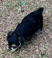 Mr Tuffy Jr(Toy size Snorkie), a male Miniature Schnauzer and Yorkshire Terrier for sale in Spartanburg, SC – Photo 4 of 4