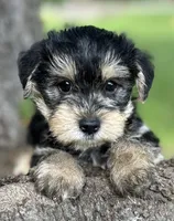 Mr Tuffy Jr(Toy size Snorkie), a male Miniature Schnauzer and Yorkshire Terrier for sale in Spartanburg, SC – Photo 2 of 4