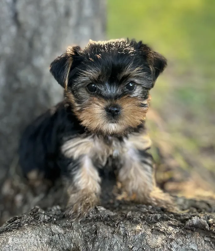 Ms Ruby (Teacup size) – Yorkshire Terrier puppy for sale in Spartanburg, SC