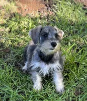 Mr Pepper (Toy size), a male Miniature Schnauzer for sale in Spartanburg, SC – 3 of 4