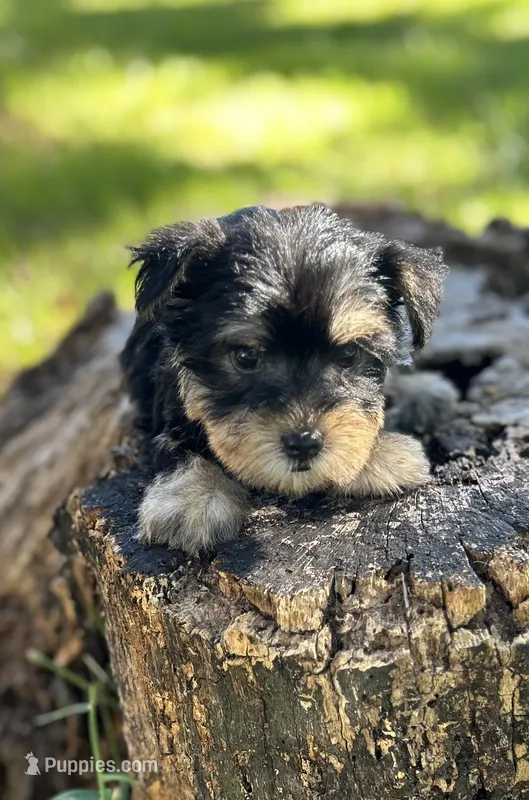 Mr Prince – Miniature Schnauzer, Yorkshire Terrier puppy for sale in Spartanburg, SC