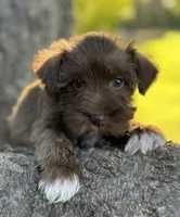 Mr LB(Liver Boy), a male Miniature Schnauzer for sale in Spartanburg, SC – 3 of 3