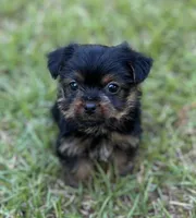 Mr Loki (Teacup size), a male Yorkshire Terrier for sale in Spartanburg, SC – 1 of 4