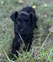 Mr Black (Toy size), a male Miniature Schnauzer for sale in Spartanburg, SC – 2 of 3