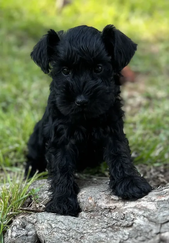 Mr Black (Toy size) – Miniature Schnauzer puppy for sale in Spartanburg, SC