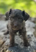 Mr Liver (Toy size), a male Miniature Schnauzer for sale in Spartanburg, SC – 2 of 3