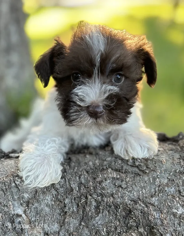 Ms LP(Liver Parti) – Miniature Schnauzer puppy for sale in Spartanburg, SC