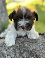 Ms LP(Liver Parti), a female Miniature Schnauzer for sale in Spartanburg, SC – 1 of 3