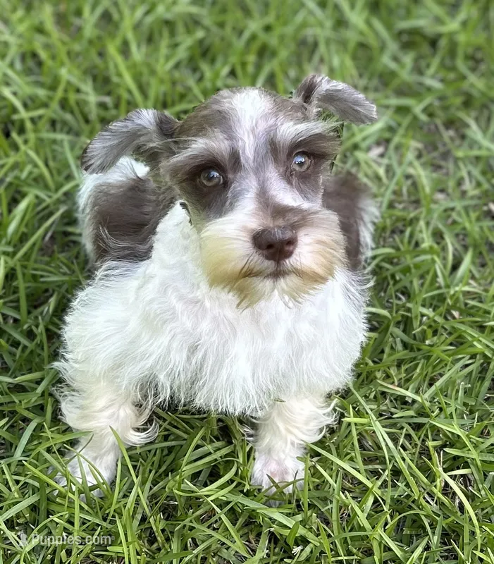 Mr Sweety (Liver Parti) – Miniature Schnauzer puppy for sale in Spartanburg, SC