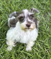 Mr Sweety (Liver Parti), a male Miniature Schnauzer for sale in Spartanburg, SC – 1 of 7