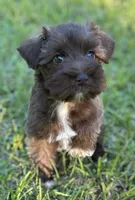 Mr LB(Liver Boy), a male Miniature Schnauzer for sale in Spartanburg, SC – 2 of 3
