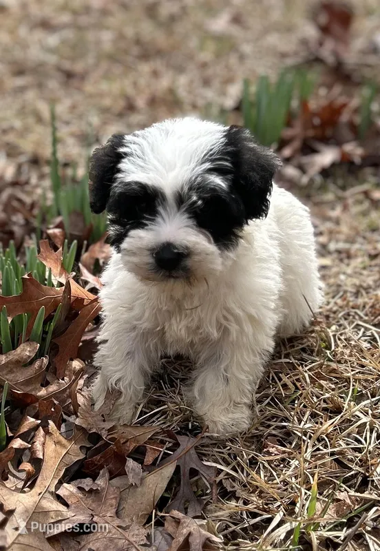 Ms Sissy, a female Miniature Schnauzer for sale in Spartanburg, SC – Photo 1 of 3