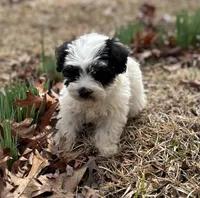 Ms Sissy, a female Miniature Schnauzer for sale in Spartanburg, SC – Photo 3 of 3