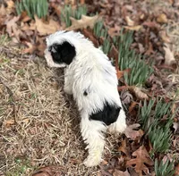 Ms Sissy, a female Miniature Schnauzer for sale in Spartanburg, SC – Photo 2 of 3