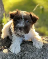 Mr LP(Liver Parti), a male Miniature Schnauzer for sale in Spartanburg, SC – 1 of 3