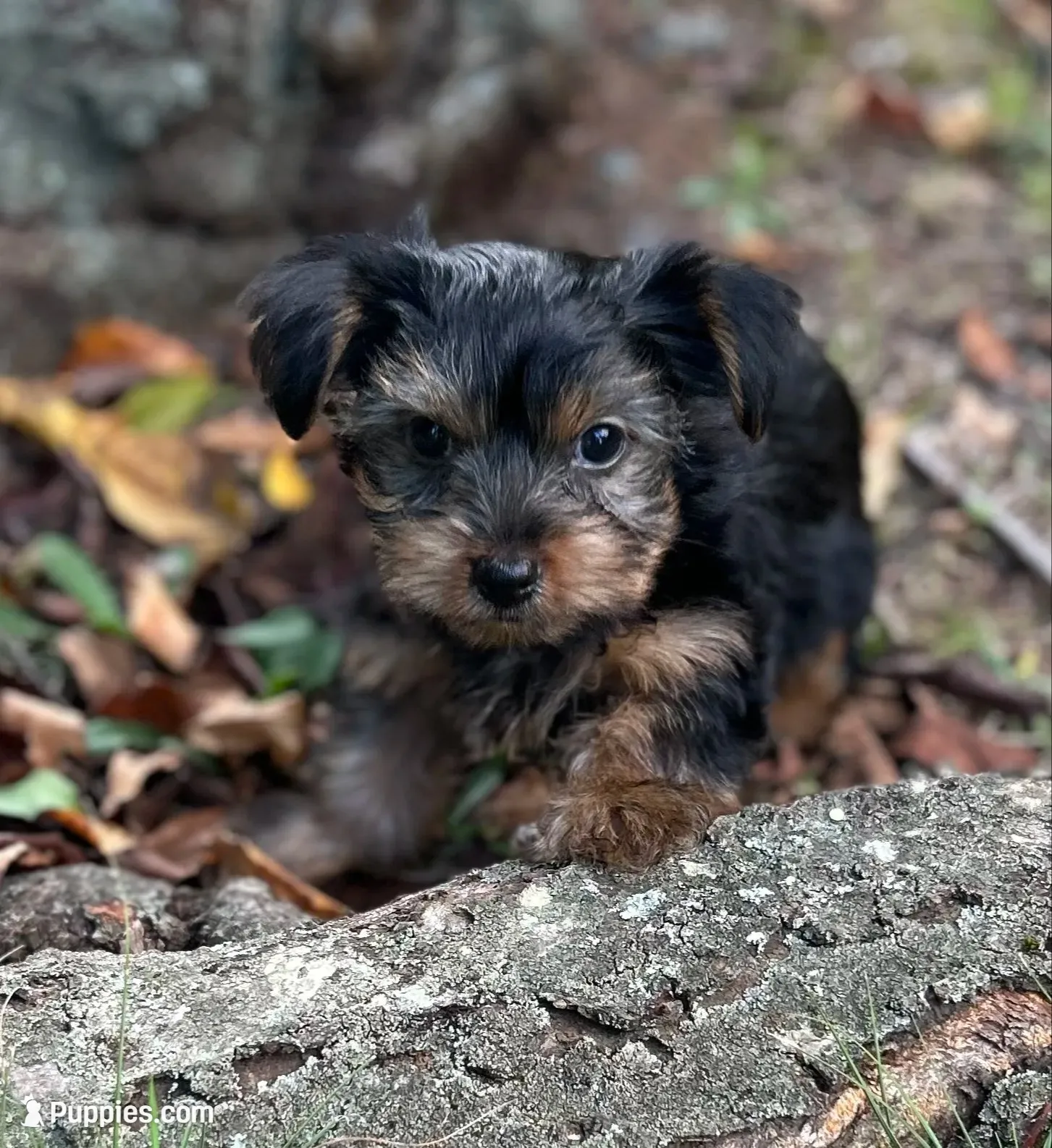 Ms Bella, a female Yorkshire Terrier for sale in Spartanburg, SC – 1 of 3