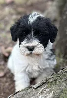 Mr Patches, a male Miniature Schnauzer for sale in Spartanburg, SC – Photo 1 of 3