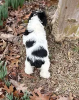 Mr Patches, a male Miniature Schnauzer for sale in Spartanburg, SC – Photo 3 of 3