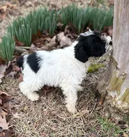 Mr Patches, a male Miniature Schnauzer for sale in Spartanburg, SC – Photo 2 of 3