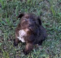 Ms LG(Liver Girl), a female Miniature Schnauzer for sale in Spartanburg, SC – 3 of 3
