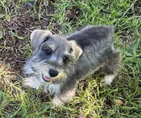 Mr Pepper (Toy size), a male Miniature Schnauzer for sale in Spartanburg, SC – 2 of 4