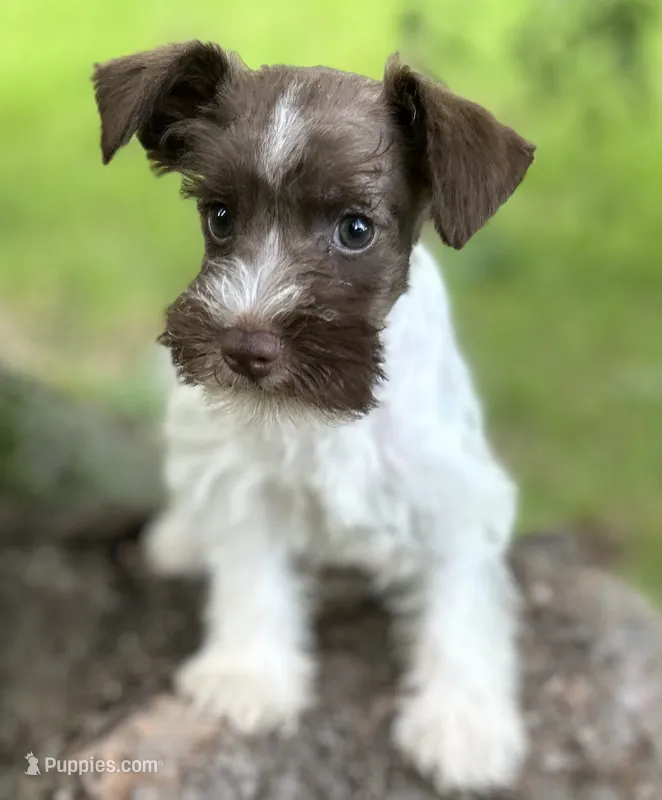 Ms LP(Liver Parti) – Miniature Schnauzer puppy for sale in Spartanburg, SC