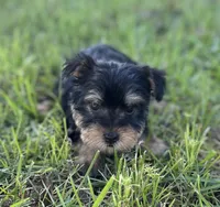 Mr Prince, a male Miniature Schnauzer and Yorkshire Terrier for sale in Spartanburg, SC – 3 of 3