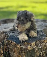 Mr Fireball, a male Miniature Schnauzer and Yorkshire Terrier for sale in Spartanburg, SC – 3 of 3