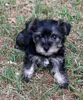 Ms SG (Toy Snorkie), a female Miniature Schnauzer and Yorkshire Terrier for sale in Spartanburg, SC – Photo 2 of 5