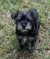 Ms SG (Toy Snorkie), a female Miniature Schnauzer and Yorkshire Terrier for sale in Spartanburg, SC – Photo 5 of 5