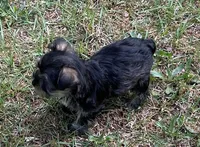 Ms SG (Toy Snorkie), a female Miniature Schnauzer and Yorkshire Terrier for sale in Spartanburg, SC – Photo 3 of 5