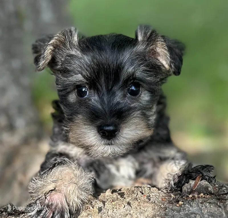 Ms SG (Toy Snorkie) – Miniature Schnauzer, Yorkshire Terrier puppy for sale in Spartanburg, SC