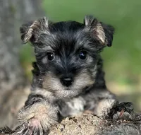Ms SG (Toy Snorkie), a female Miniature Schnauzer and Yorkshire Terrier for sale in Spartanburg, SC – Photo 1 of 5